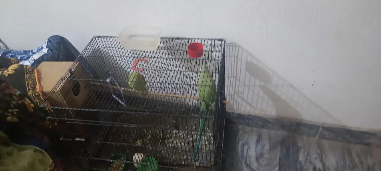 parrot for sale — photo 2