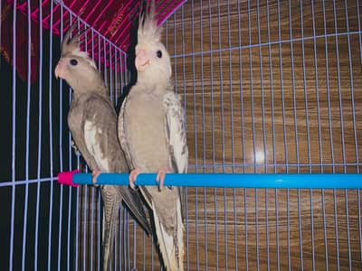 cocktail  for sale  [ healthy and active ]