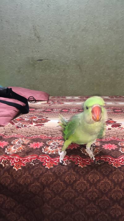 Raw parrot ha