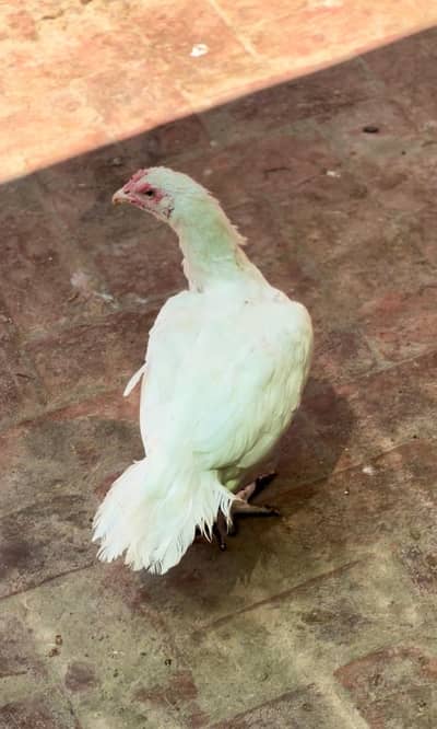 Heera murghi for sale blue eyes 03058934394