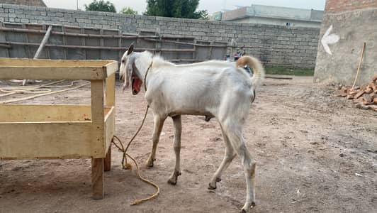 Bakra for sale