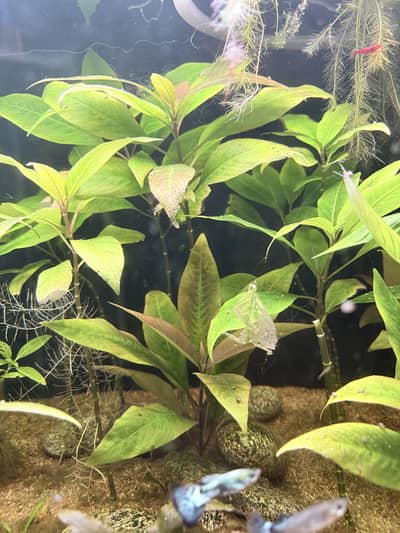 Aquarium Plant Hygrophila corymbosa