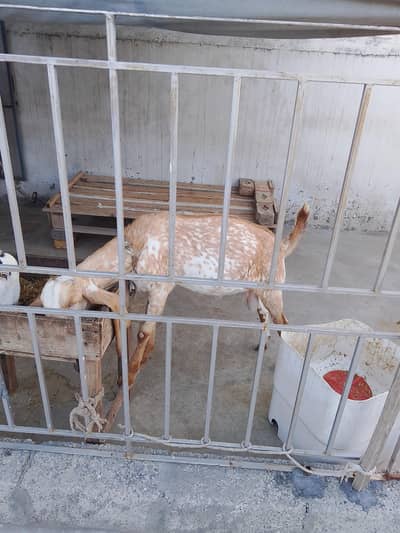 Bakra for sale. active and healthy
