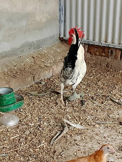 Egypt Fayoumi Breeder male
