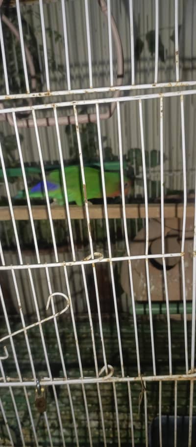 lovebirds pair for sale
