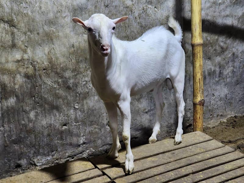 Quality Tedda  Breeder Bakra 0