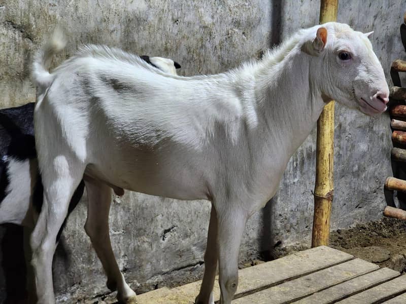 Quality Tedda  Breeder Bakra 1