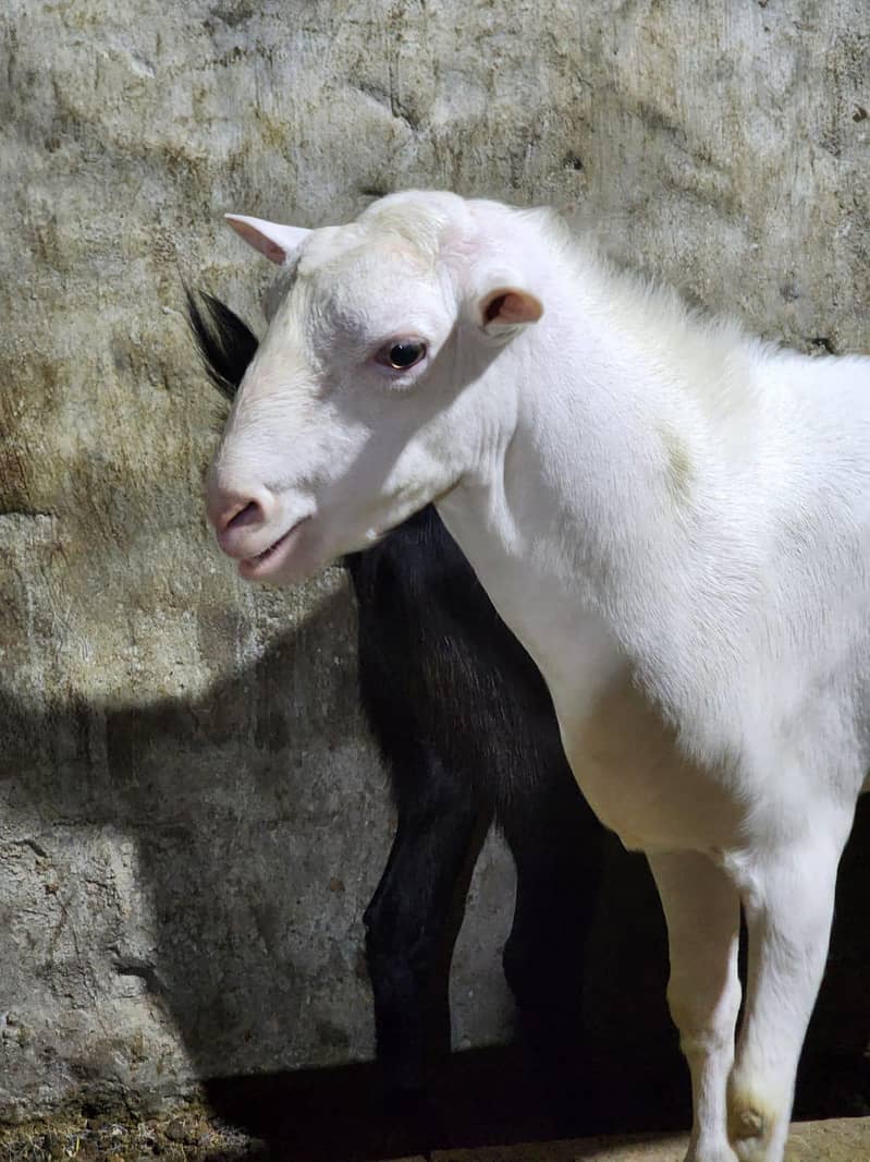 Quality Tedda  Breeder Bakra 2
