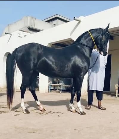 pure ravi breed dawak hight 62