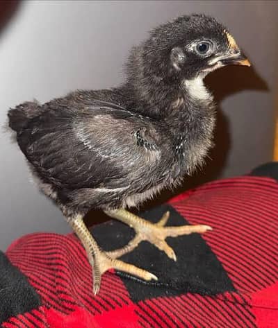Australorp Chicks Available Karachi