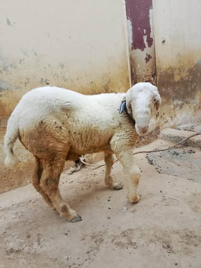 Kharay ka Dumba (Sheep)