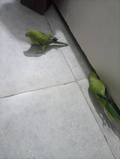 ringneck baby