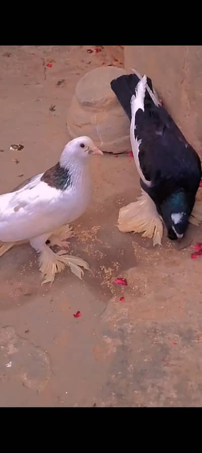 jaranwala