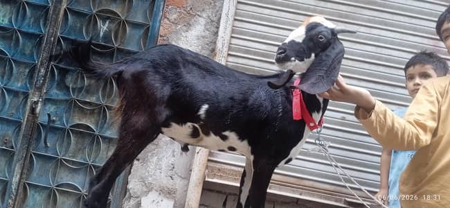 Bakra for sale