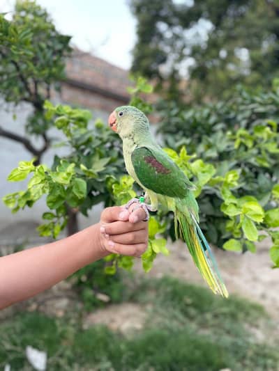 raw parrot 3 month