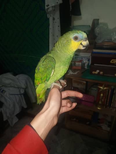 orange wing Amazon parrot