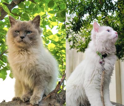 Percion Cats pair for sell in cheapest price