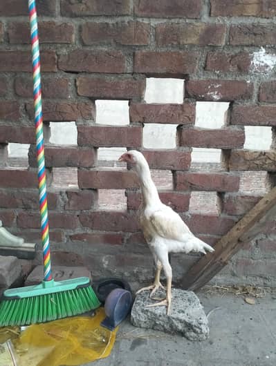 White Shamo