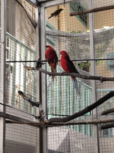 Western Rosella pair