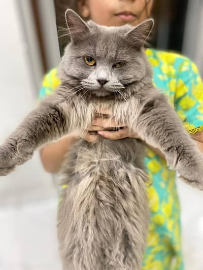 gray triple coted female cat