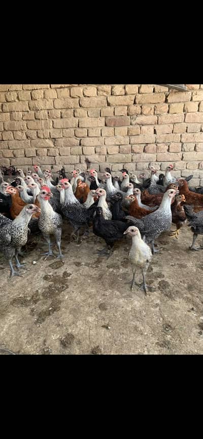 Half kg se oper k hain sab. Total 200 pcs hain