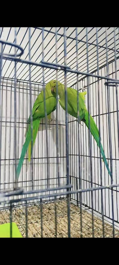 Breeder Pair grunted