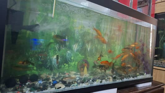 Koi and Shubunkin Fish