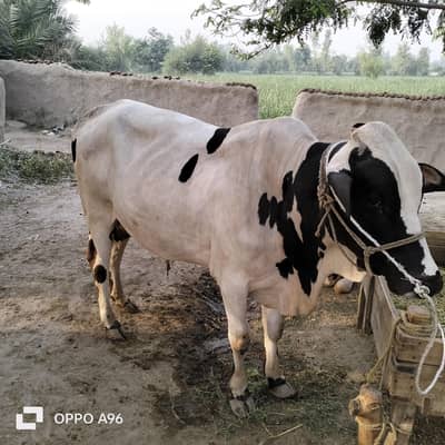 bull for sale hy agar kisi BHI ko chahiy to Rabta kary