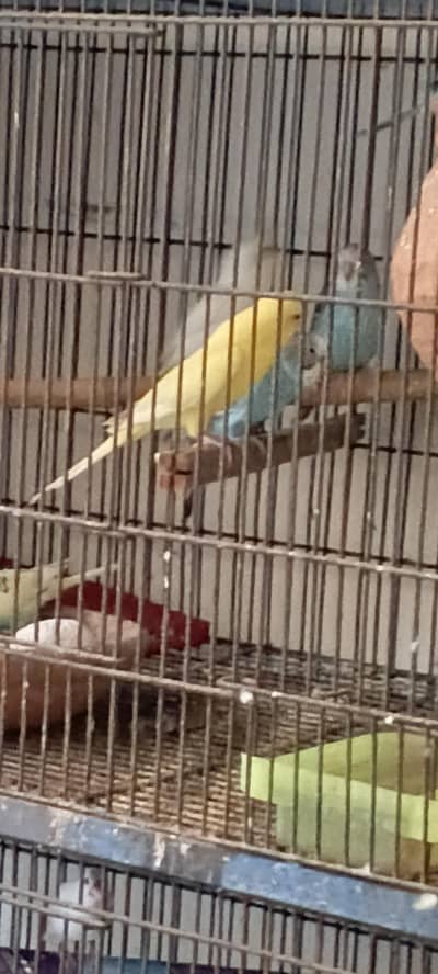budgie and love birds for sale