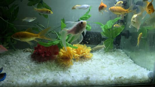 Fishes for Exchange