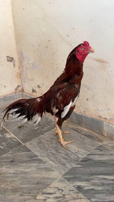 Aseel Patha