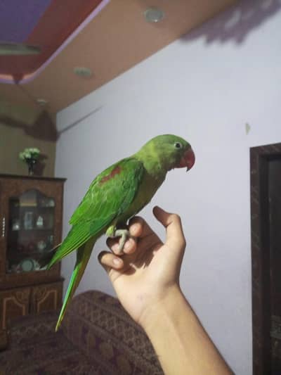 Raw parrot