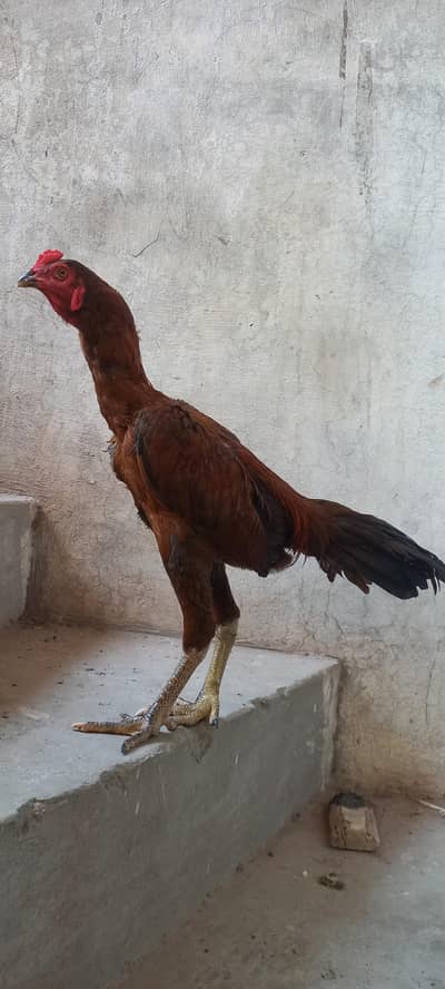 Aseel Male