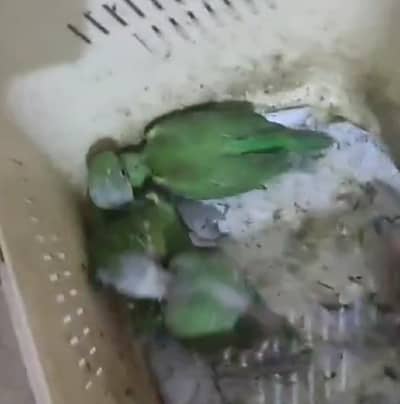 Green Red Neck Chicks bolnay Wala (Urgent Sale)