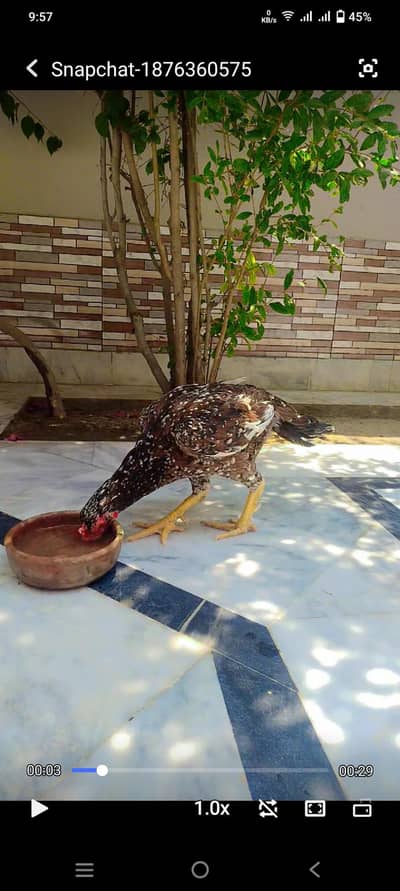 cheni aseel Madi kelo wali