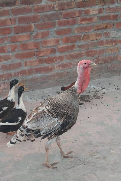 Turkey Birds Pair
