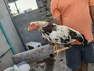 high quality aseel birds