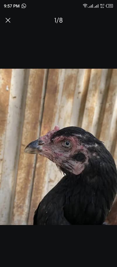 100%pure aseel females 1 3500