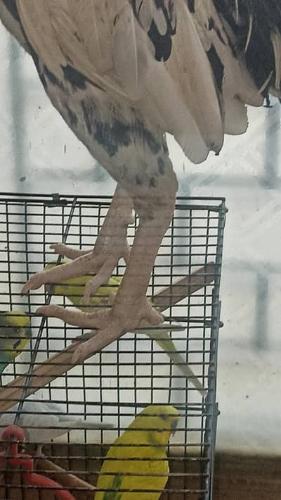 aseel cheena breed