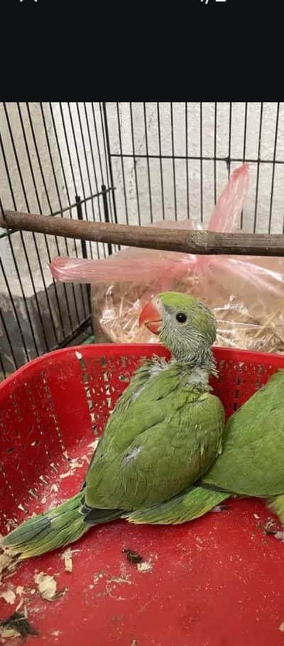 green parrot chick's near to self