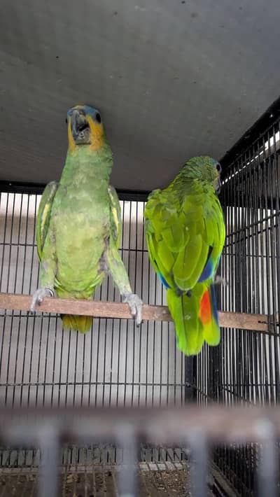 Amazon orange wing pair with DNA