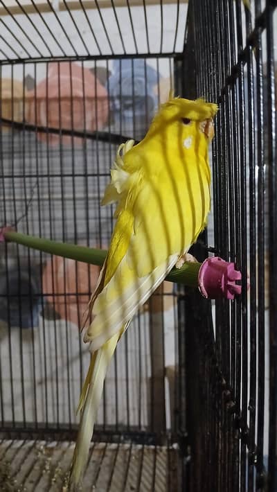 lutino hogoromo female