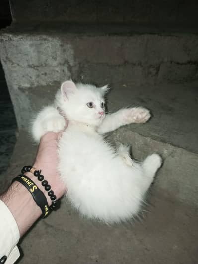 Parshian Cat Beautiful