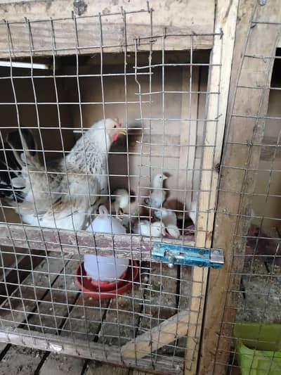 Hen and Chicks for Sale