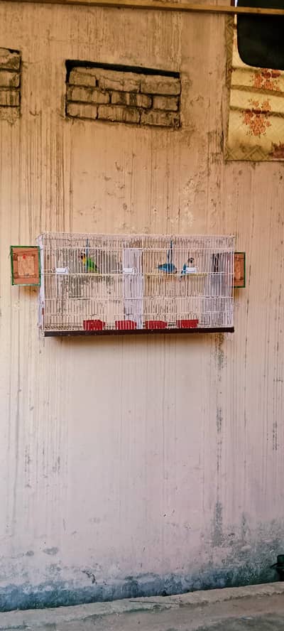 Lovebirds 2 breeder pairs with cage setup