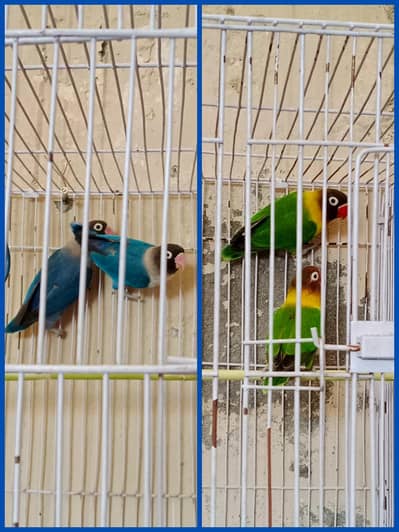 Lovebirds 2 breeder pairs
