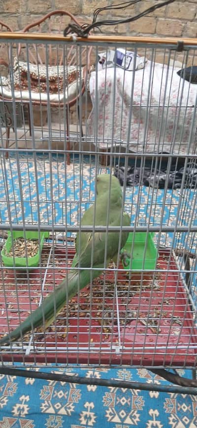 pahari green parrot 