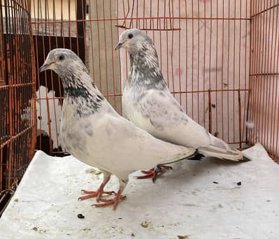 Farozpuri bredr pair avil