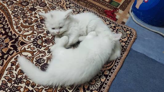 2 months cat babies