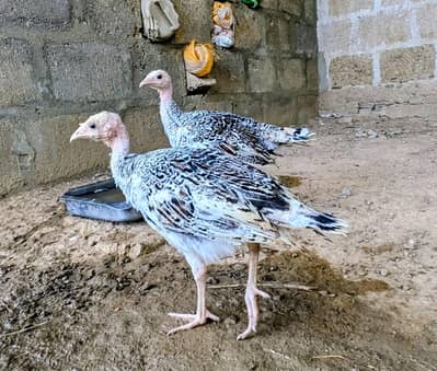 Turkey chicks